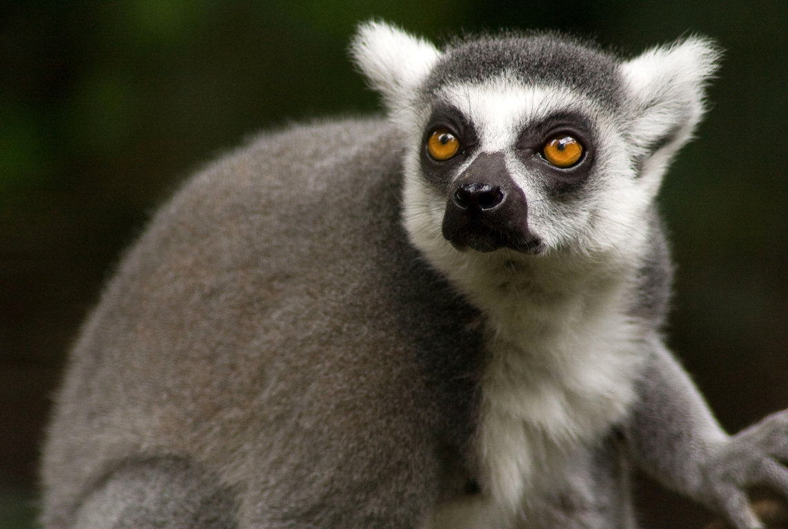 Ecco una suggestiva foto di un lemure del Madagascar